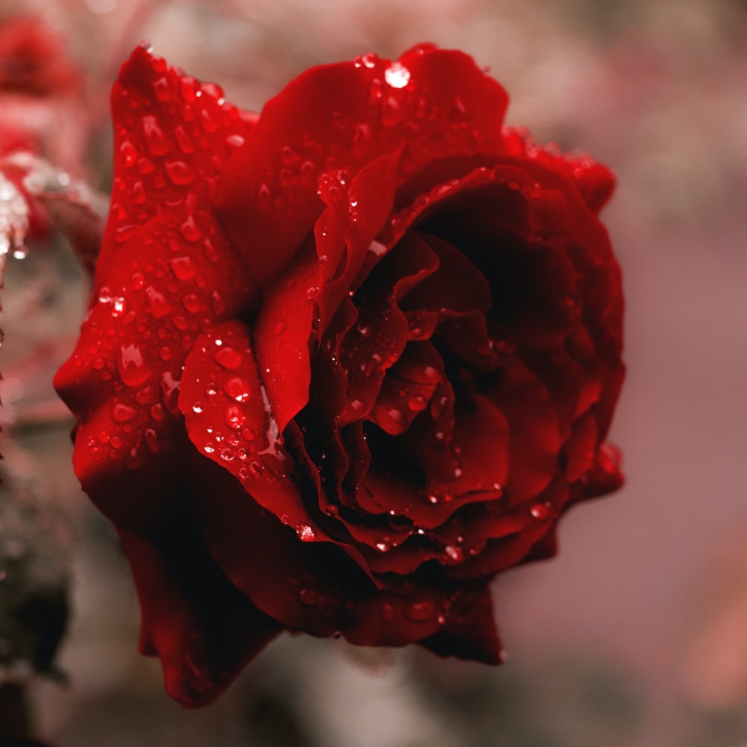 Rose Agarbatti Fragrance Manufacturer and Supplier in Delhi